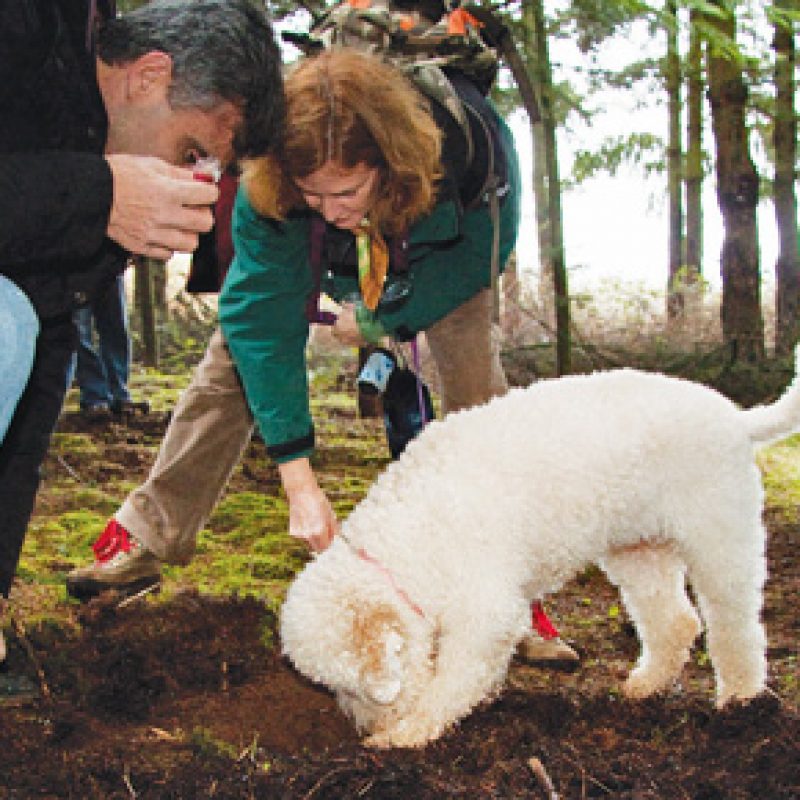 DOLCE VITA TOUR ! – TRUFFLE HUNTING, FOOD & WINE TOUR IN CHIANTI – Private Shore Excursion from Piombino